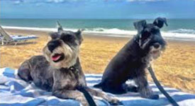 st augustine beach dogs